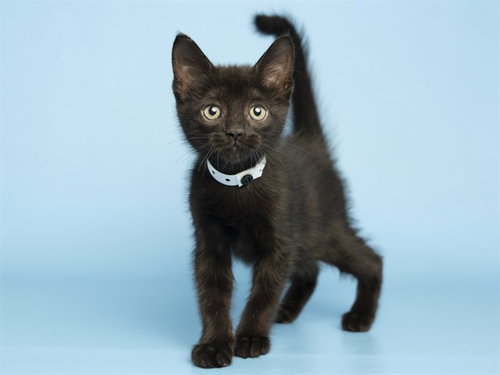 VATHAR, an adoptable Domestic Short Hair in Phoenix, AZ