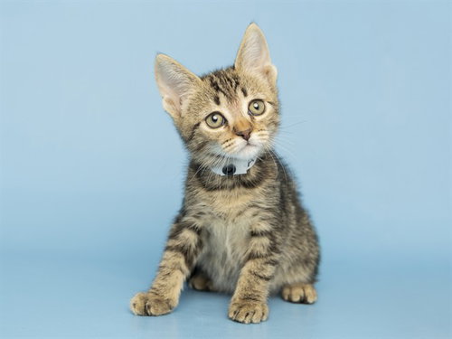 SERN, an adoptable Domestic Short Hair in Phoenix, AZ