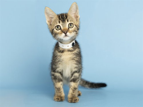 MONU, an adoptable Domestic Short Hair in Phoenix, AZ