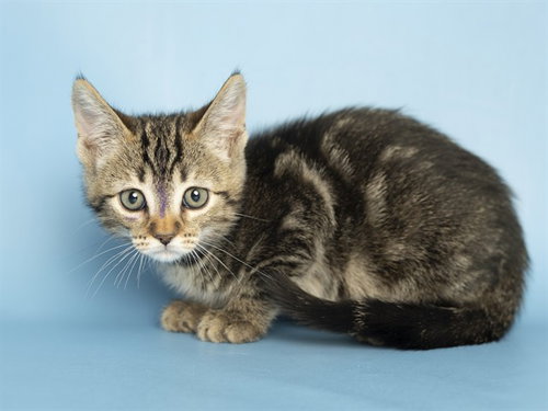 EMILY, an adoptable Domestic Short Hair in Phoenix, AZ
