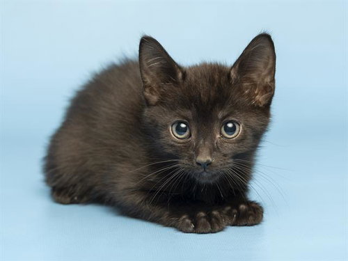 ROBBIE, an adoptable Domestic Short Hair in Phoenix, AZ