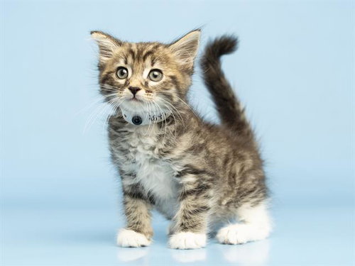 DOONEY, an adoptable Domestic Medium Hair in Phoenix, AZ