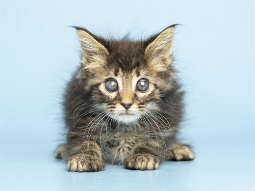 HAWK, an adoptable Domestic Long Hair in Phoenix, AZ