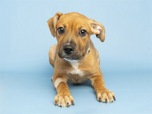 ROSALETTA, an adoptable American Pit Bull Terrier in Phoenix, AZ