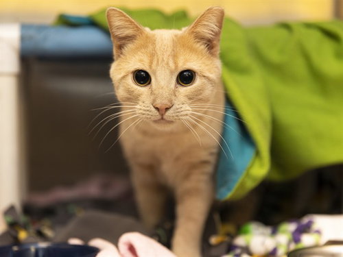 MANTEQUILLA, Adult Domestic Short Hair (medium coat), cat for adoption in Buckeye, Arizona