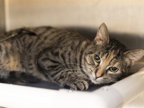 MARINARA, an adoptable Domestic Short Hair in Phoenix, AZ