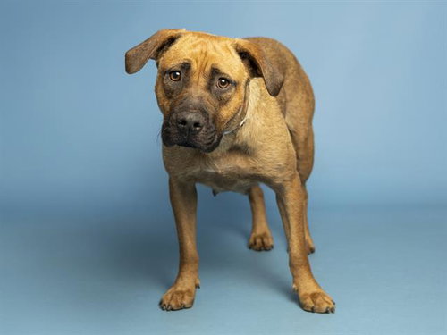 SISSY, an adoptable German Shepherd Dog in Phoenix, AZ