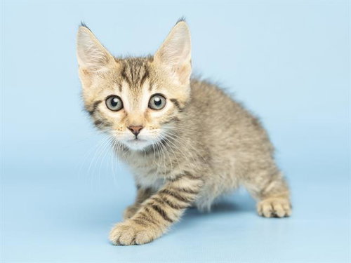 KODA, an adoptable Domestic Short Hair in Phoenix, AZ