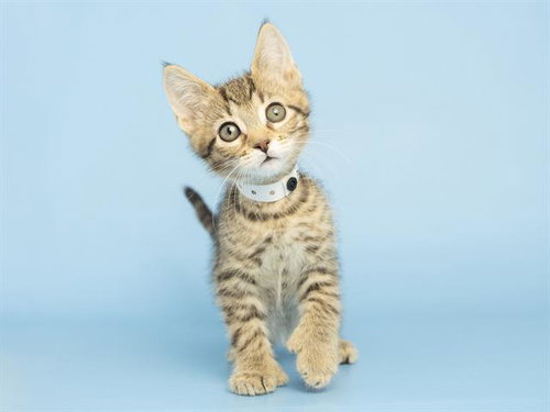BLACKJACK, Baby Domestic Short Hair (medium coat), cat for adoption in Buckeye, Arizona