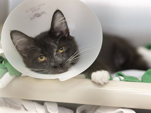 HAM, an adoptable Domestic Medium Hair in Phoenix, AZ