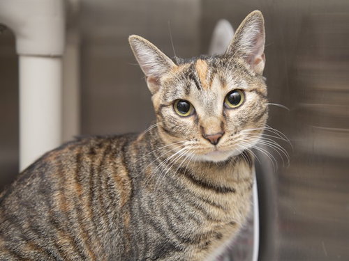 HONEY, Young Domestic Short Hair (medium coat), cat for adoption in Buckeye, Arizona