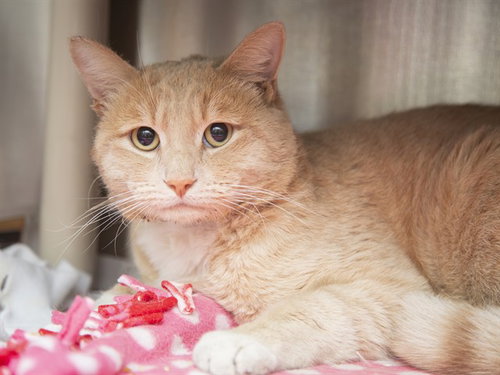 CRICKET, Adult Domestic Short Hair (medium coat), cat for adoption in Buckeye, Arizona