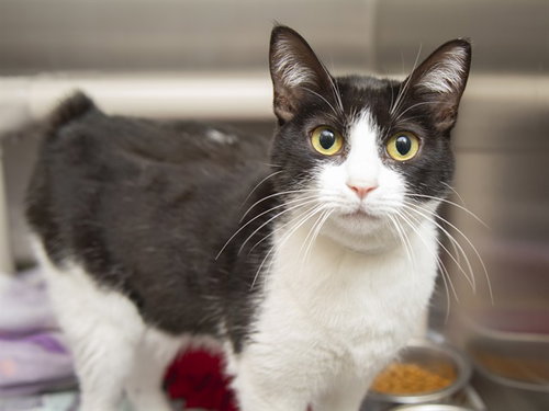 CALYPSO, an adoptable Domestic Short Hair in Phoenix, AZ