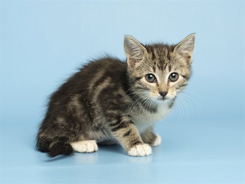 ZOOMER, Baby Domestic Short Hair (medium coat), cat for adoption in Buckeye, Arizona