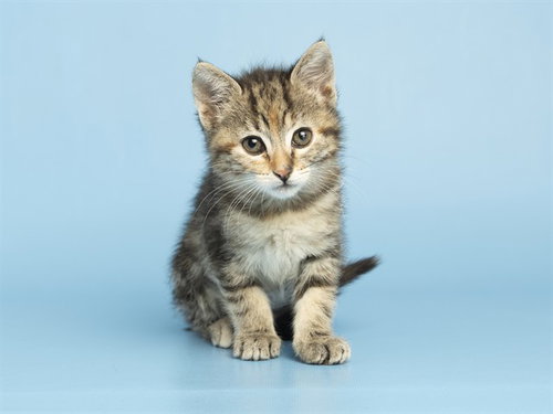 PRIMA, an adoptable Domestic Short Hair in Phoenix, AZ