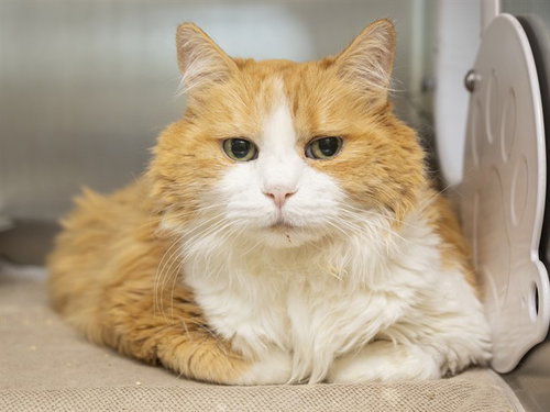 DOLLY, Senior Domestic Medium Hair (medium coat), cat for adoption in Buckeye, Arizona