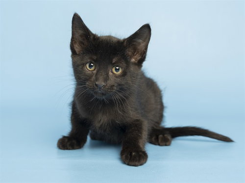 SHAYANNE, Baby Domestic Short Hair (medium coat), cat for adoption in Buckeye, Arizona