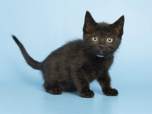 MARGO, Baby Domestic Short Hair (medium coat), cat for adoption in Buckeye, Arizona