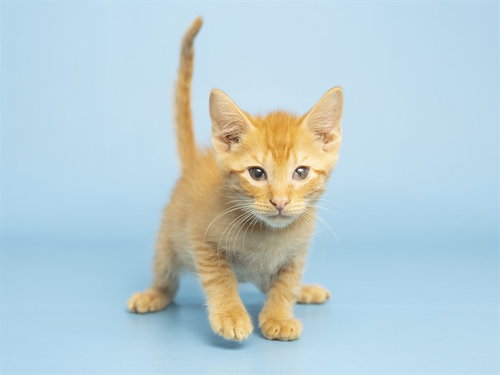 LORAX, Baby Domestic Short Hair (medium coat), cat for adoption in Buckeye, Arizona