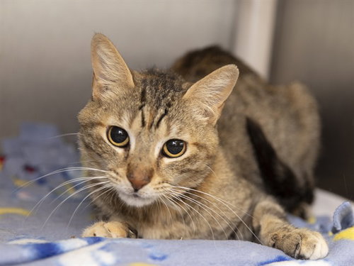 SIMONE, an adoptable Domestic Short Hair in Phoenix, AZ