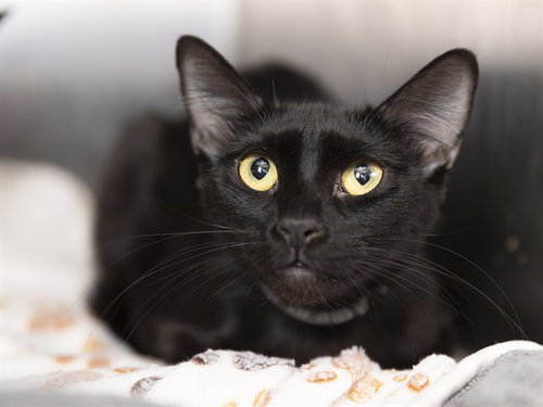 OREO, Young Domestic Short Hair (medium coat), cat for adoption in Buckeye, Arizona