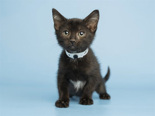 TAROT, Baby Domestic Short Hair (medium coat), cat for adoption in Buckeye, Arizona
