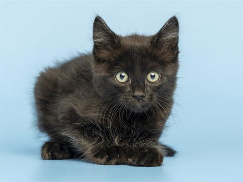 MISO, an adoptable Domestic Short Hair in Phoenix, AZ