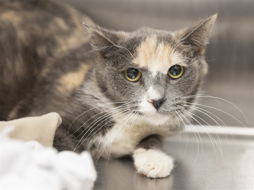 MADDI, Adult Domestic Short Hair (medium coat), cat for adoption in Buckeye, Arizona
