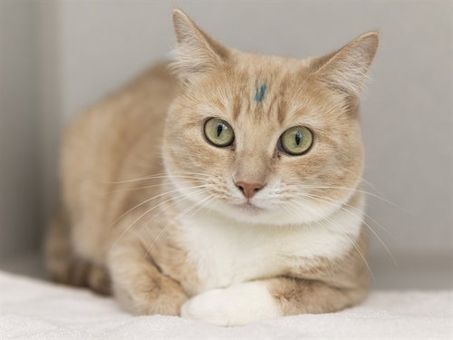 BUTTERBALL, Adult Domestic Short Hair (medium coat), cat for adoption in Buckeye, Arizona