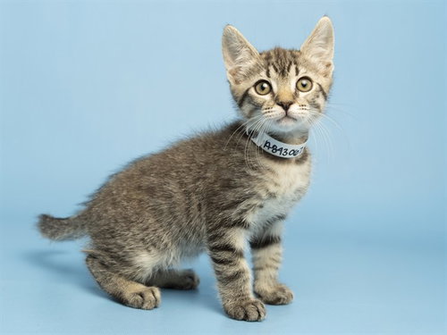 MICHAEL, Baby Domestic Short Hair (medium coat), cat for adoption in Buckeye, Arizona