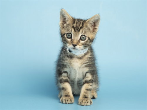 HERBIE, Baby Domestic Short Hair (medium coat), cat for adoption in Buckeye, Arizona