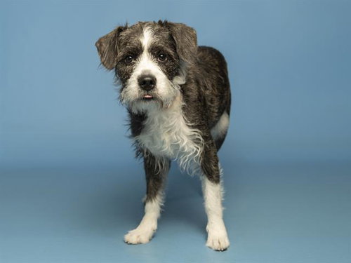LOLA MAE, an adoptable Border Terrier in Phoenix, AZ