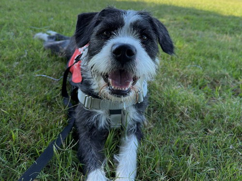 LOLA MAE, an adoptable Border Terrier in Phoenix, AZ
