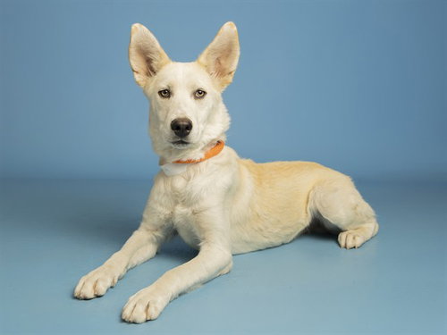 ALPACA, an adoptable Siberian Husky in Phoenix, AZ