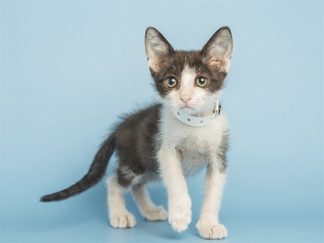 Cat adoption in Phoenix, AZ 85041: Domestic Short Hair (medium