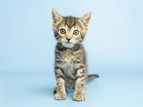 MOXIE