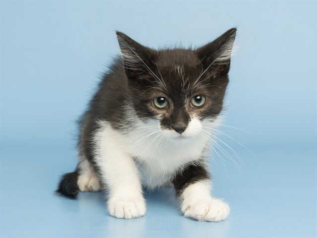 Cat adoption in Phoenix, AZ 85041: Domestic Long Hair (medium coat