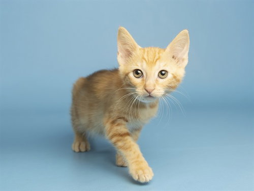 SUNNY, Baby Domestic Short Hair (medium coat), cat for adoption in Mesa, Arizona