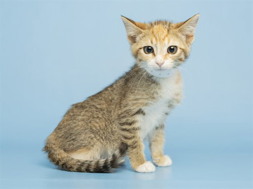 KIKI