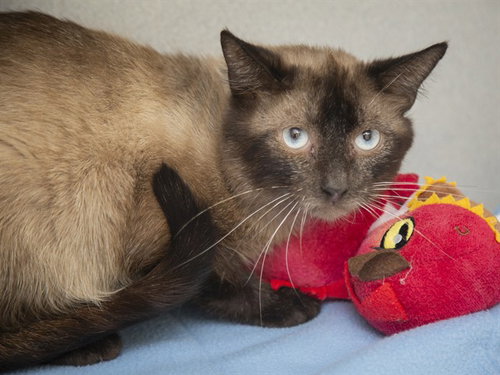 SI, Adult Siamese (medium coat), cat for adoption in Mesa, Arizona