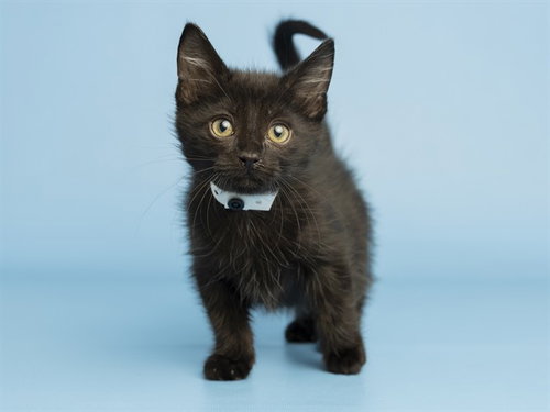 TOOTHLESS