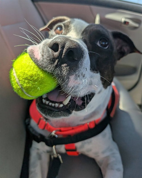 SERGIO