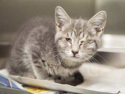 BLUEBELL, Baby Domestic Short Hair (medium coat), cat for adoption in Gilbert, Arizona