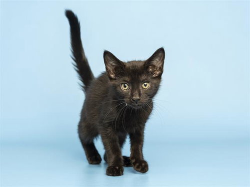 SALEM