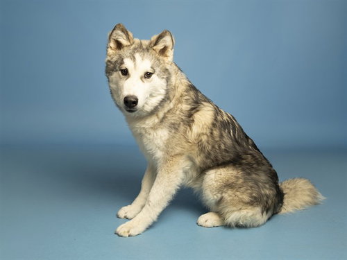 BALTO
