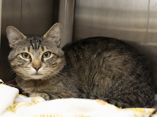 SHORESY, Young Domestic Short Hair (medium coat), cat for adoption in Apache Junction, Arizona