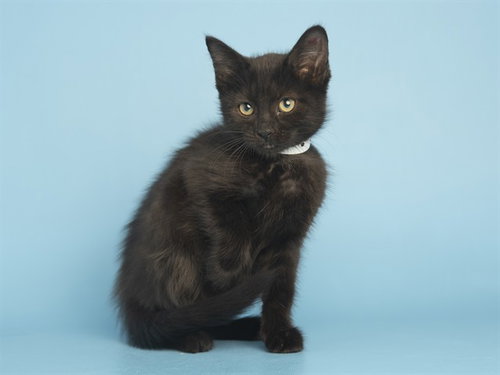 RUBY, Baby Domestic Short Hair (medium coat), cat for adoption in Tempe, Arizona