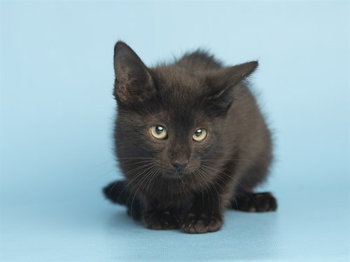 JADE, Baby Domestic Short Hair (medium coat), cat for adoption in Tempe, Arizona