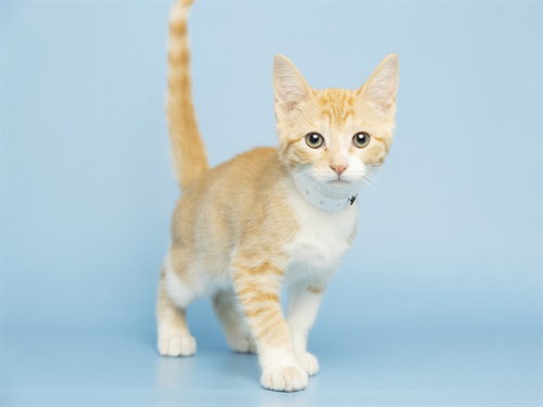 LOUIS, Baby Domestic Short Hair (medium coat), cat for adoption in Tempe, Arizona