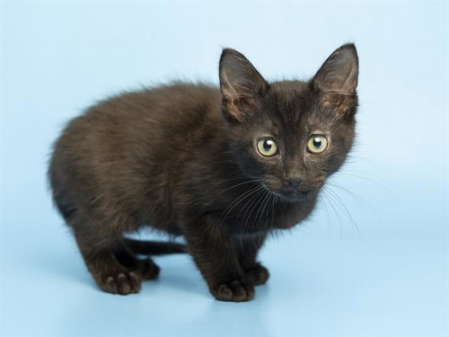 FRANKIE, Baby Domestic Short Hair (medium coat), cat for adoption in Tempe, Arizona